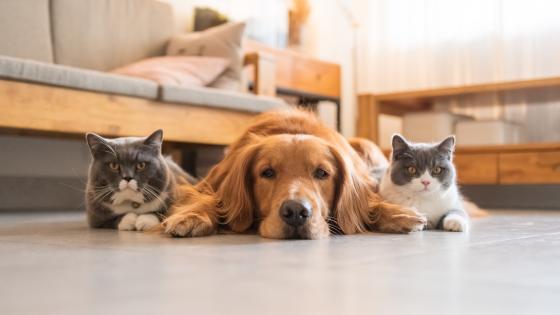 Stock image of two cats and a dog sitting together. 